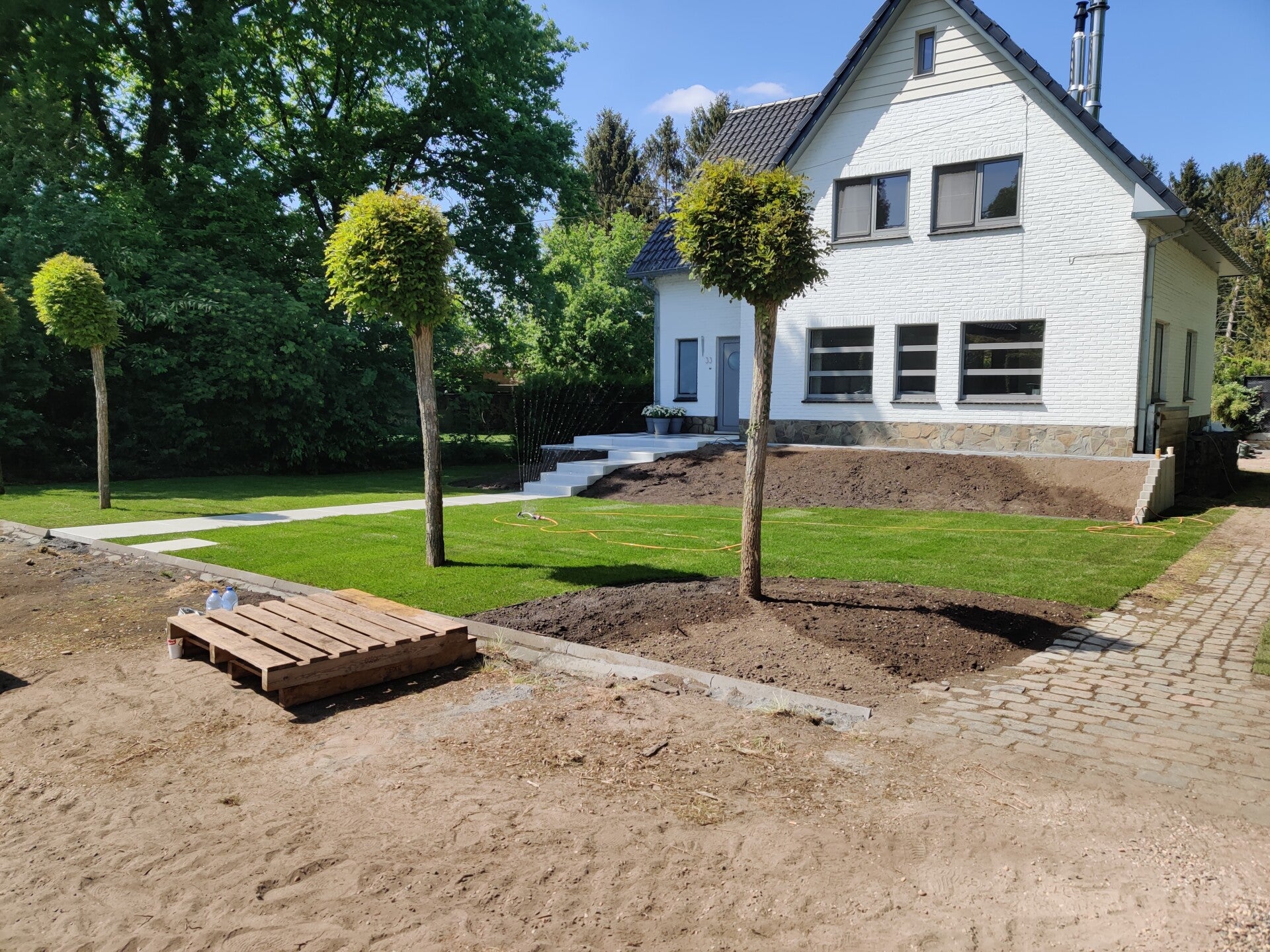 Nieuw gazon en bolbomen in een voortuin